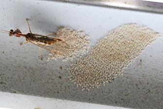 Réf. 306 767 : Mantispa styriaca